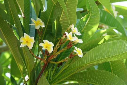 Beautiful white-yellow Plumeria flowers on a tree with lots of green leaves. A moment from a holiday in Mexico. High quality photo