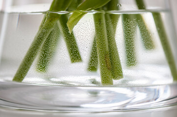 Closeup of a vase with flowers' bottom parts in water
