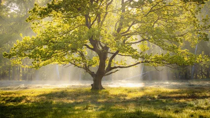 Gordijnen Baum im Morgenlicht und Frühnebel  © PhotoArt