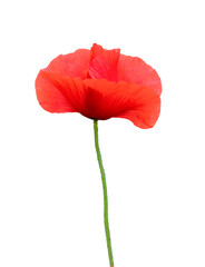 Red poppy flower isolated on white background. Vertical creative theme poster, greeting cards, headers, website and app.