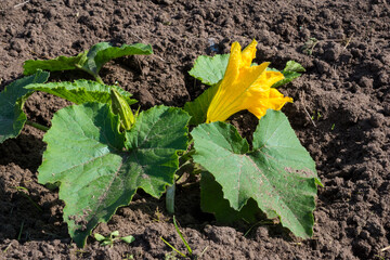 A blooming pumpkin on a plowed field, a large yellow pumpkin flower.