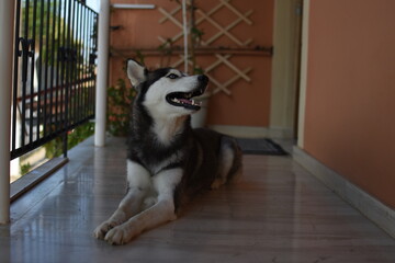 Portrait of beautiful young  dog