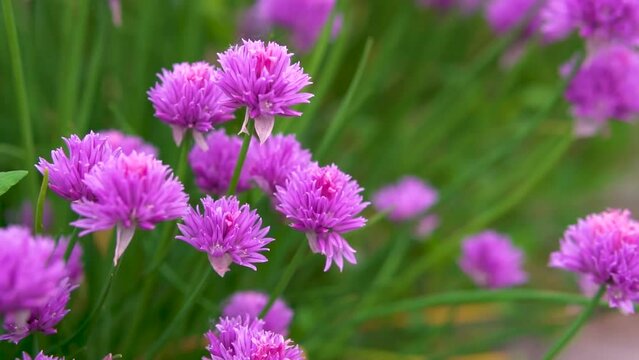 Close up of beautiful purple chives flowers blossoming in a garden. Blooming garlic flowers in soft evening light. Beauty in nature