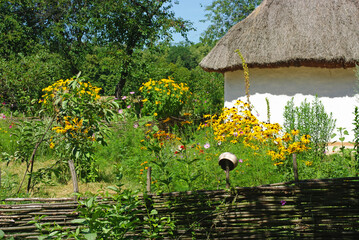 Authentic wooden farmhouse with thatched roof, 19th century. Skansen,  Kyiv, Ukraine. Flowers grow around the house. A ceramic pot hangs on a wicker fence.