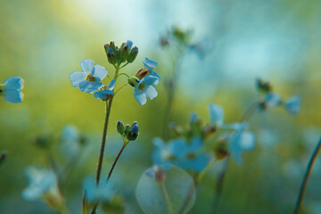 Field and garden flowers close-up, with dew drops.