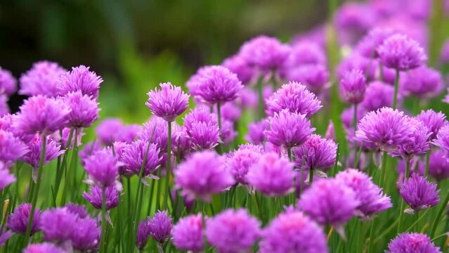 Close up of beautiful purple chives flowers blossoming in a garden. Blooming garlic flowers in soft evening light. Beauty in nature