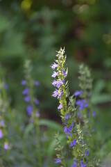 Obraz premium Meadow wild flowers in spring and summer