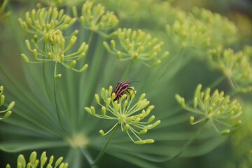 bug on leaf