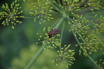 Fototapeta na wymiar bug on leaf