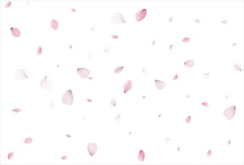 Sakura petals background. Cherry petals backdrop