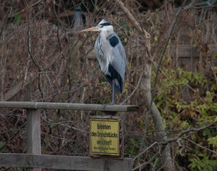 Wachsamer Reiher auf Grundstück