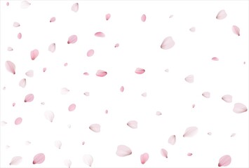 Cherry petals backdrop. Sakura petals background.