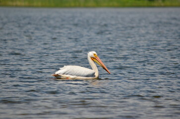 American white pelican along the shore of Lake Ontario in Oshawa, Ontario, Canada. June/2022