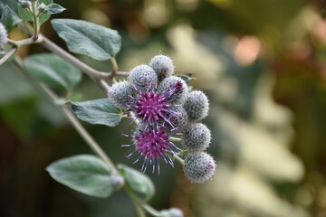 The burdock flowers close up