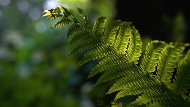 Silver Tree Ferns swaying on the wind in sunny day in sub-tropical rain-forest.