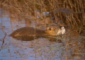 Nutria beim Sonnenbaden