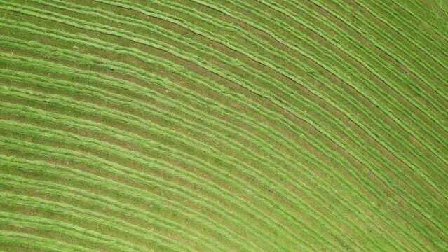 AERIAL, TOP DOWN: Green meadow with a pattern of freshly harvested hay for fodder. Nicely aligned mowed grass for hay preparation. Grass lying on field in rows after mowing with farming machinery.