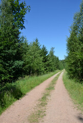 Fototapeta na wymiar Naturweg führt durch den Wald 