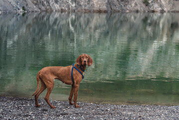 Hungarian Vizsla Dog by Mountain Lake