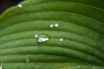 Raindrops, dew drops on flowers, on leaves, on a snail crawling on a leaf, on yellow tulips. Close-up.