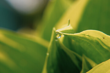 Raindrops, dew drops on flowers, on leaves, on a snail crawling on a leaf, on yellow tulips. Close-up.