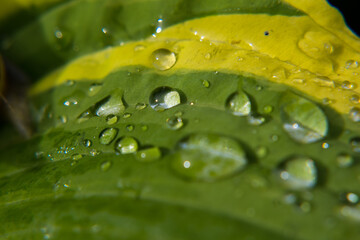 Fototapeta premium Raindrops, dew drops on flowers, on leaves, on a snail crawling on a leaf, on yellow tulips. Close-up.