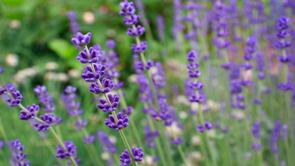 Fototapeta na wymiar Lavender. Nature background. Lavender Field in the summer. Banner