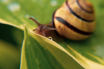 Raindrops, dew drops on flowers, on leaves, on a snail crawling on a leaf, on yellow tulips. Close-up.