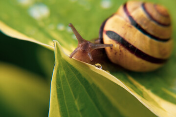 Raindrops, dew drops on flowers, on leaves, on a snail crawling on a leaf, on yellow tulips. Close-up.