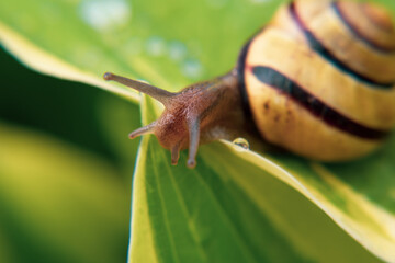 Raindrops, dew drops on flowers, on leaves, on a snail crawling on a leaf, on yellow tulips. Close-up.