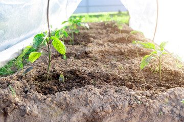 The sprout of a vegetable crop grows in a greenhouse.