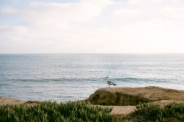 seagull on cliff with ocean view