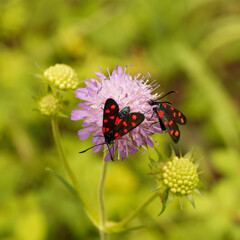 Zygaena filipendulae - Six-spot burnets, day-flying moths,  feeding nectar on a scabious flower 