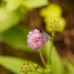Zygaena filipendulae | Six-spot burnet day-flying moth,  common butterfly in meadows and grasses in mid-moutain altitude