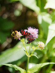(Zygaena filipendulae) Many six-spot burnets, day-flying moths, on a scabious flower feeding its nectar