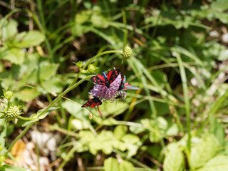 (Zygaena filipendulae) Many six-spot burnets, day-flying moths, on a scabious flower feeding its nectar