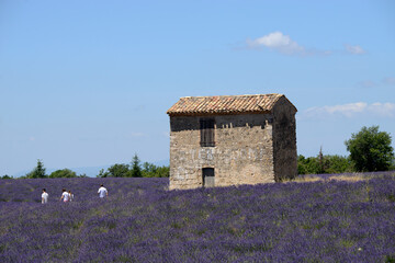 Fototapeta na wymiar dans les champs de lavande - Provence