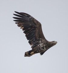 Seeadler im Anflug II