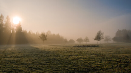 Mystic morning in the fields by the forest