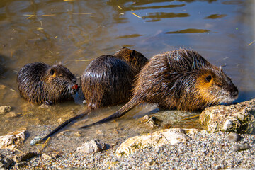 Group of castors, beavers on the shore