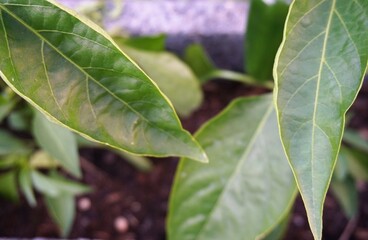 Grüne Gemüsepflanzenblätter im Hochbeet im Garten am Abend im Frühling