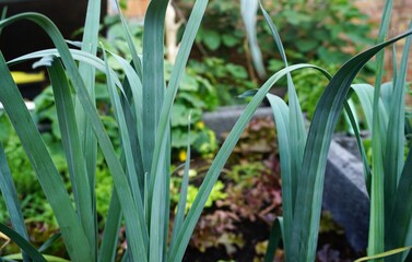 Obraz premium Grüne Porree-Pflanzen in Hochbeet im Garten am Abend im Frühling 