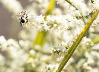 abeja volando en flores blancas 