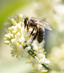 abeja de lado que está encima de unas flores blancas 