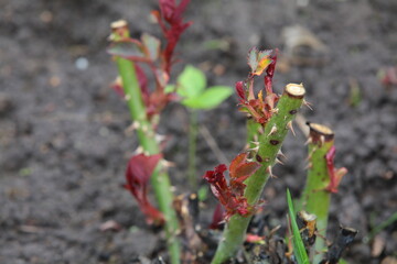 Rose shoots on the ground in spring 