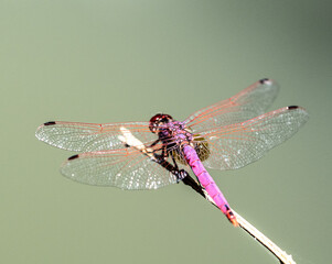 libélula rosa de cerca