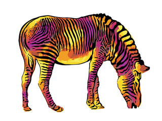 Fototapeta na wymiar Zebra warm color. Vector illustration, watercolor effect