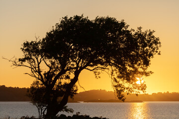 Silhouette of tree with setting sun behind. Ocean and small islands in background