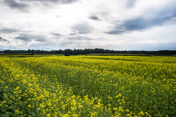 Fototapeta premium Beautiful landscape in nature
