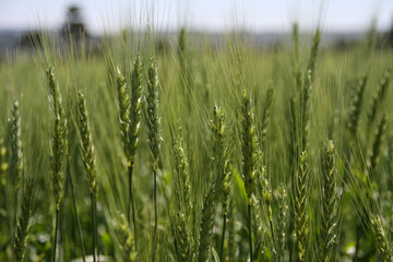 Green wheat field. Green background with wheat. Young green wheat seedlings growing on a field. Agricultural field on which grow immature young cereals, wheat